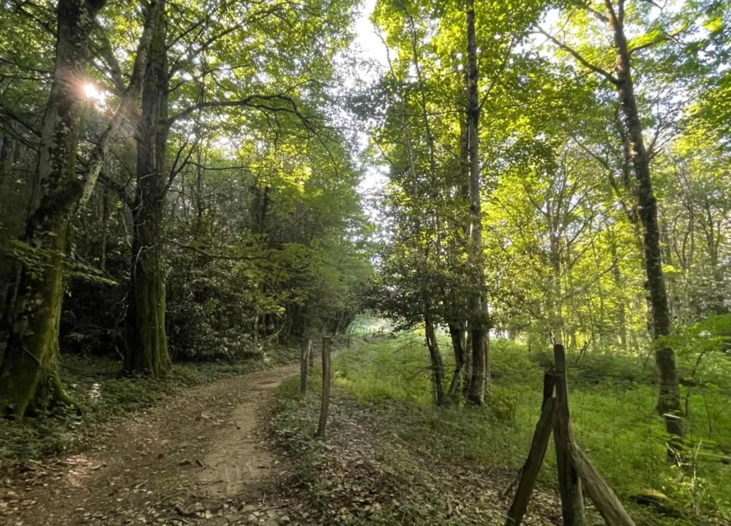 ラグジュアリーテント Mini Yourte Dans La Foret エギュフォンド フランス